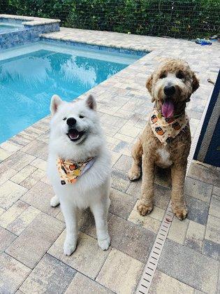 Adorable Pets By Dena