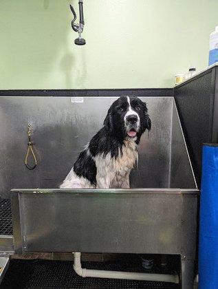 Green Dog Wash