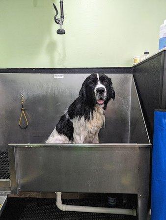 Green Dog Wash