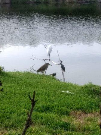 Long Bayou Condominium Associates