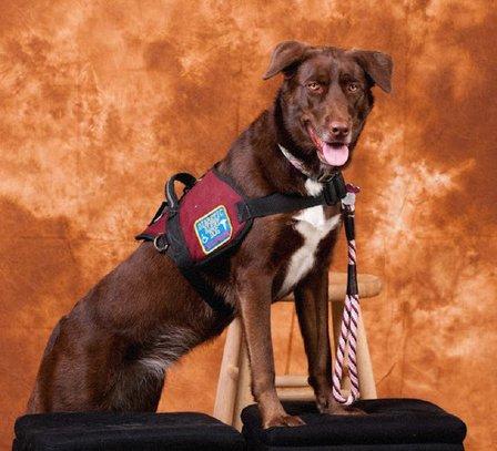 The Canine Professor