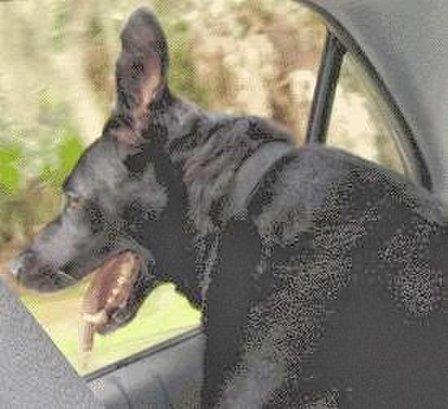 Pet Concierge Tampa Bay