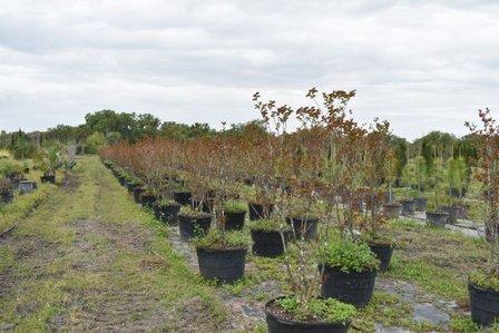 Sunscape Tree Farm, Inc.