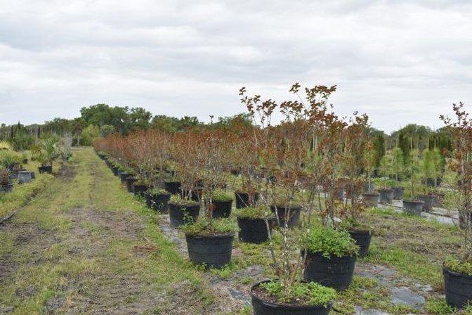 Sunscape Tree Farm, Inc.