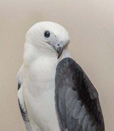 Tampa Bay Raptor Rescue