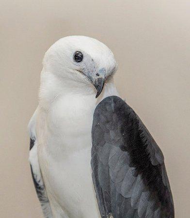 Tampa Bay Raptor Rescue