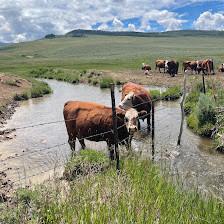Cattle Ranch