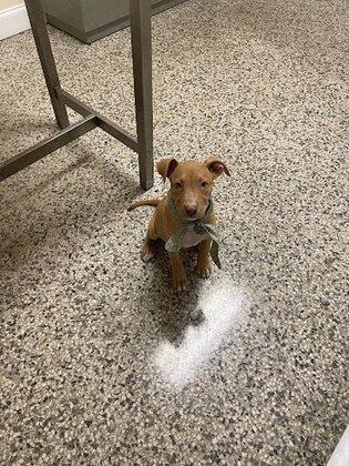 Sunset Park Animal Hospital