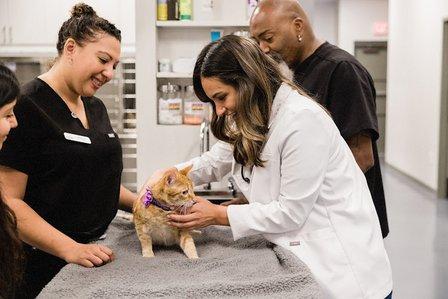 GoodVets South Tampa
