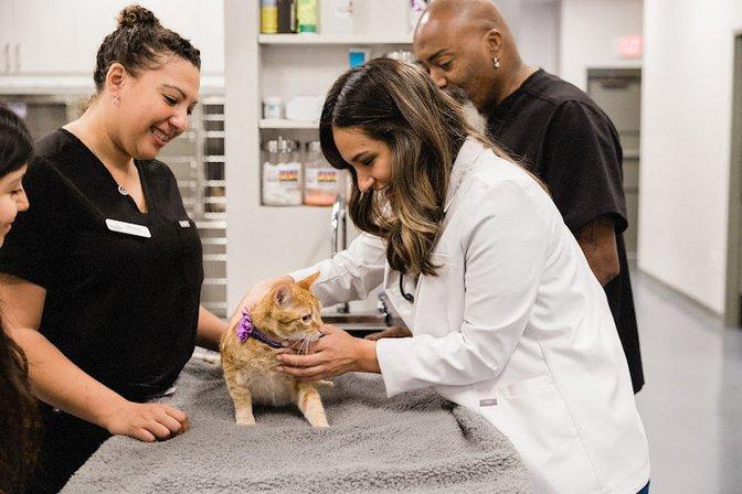 GoodVets South Tampa