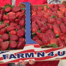 FARM N 4 U APEX