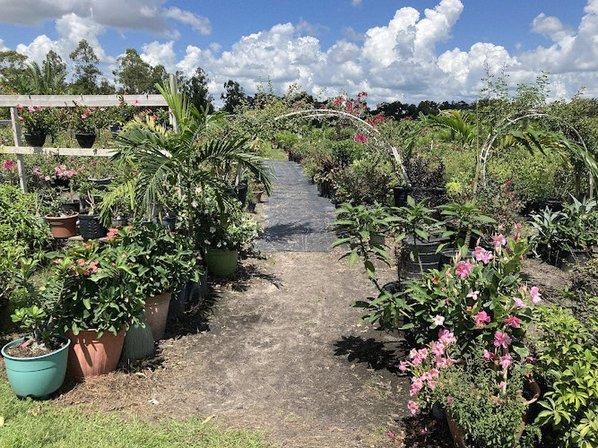 Brackins Macadamia Orchard