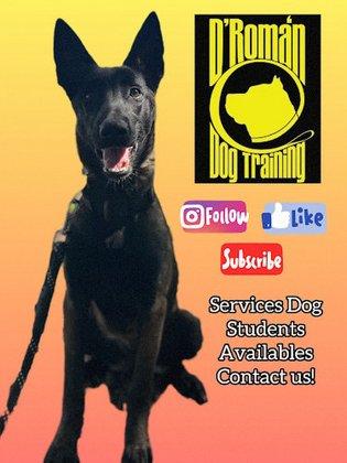 D'Roman Dog Training and Boarding LLC