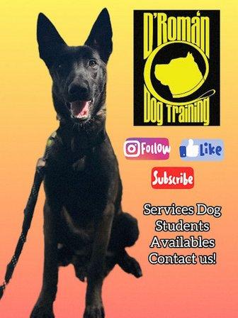 D'Roman Dog Training and Boarding LLC