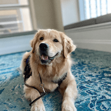 Heart & Soul Dog Training