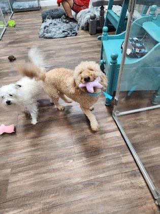 Adorable Ankle Biters Bed and Biscuit