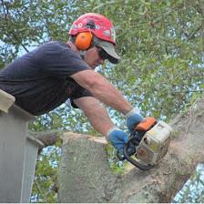 Yutzy Tree Service
