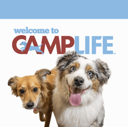 Camp Bow Wow Clearwater-Carillon