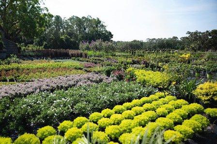 Harrell's Nursery Inc.