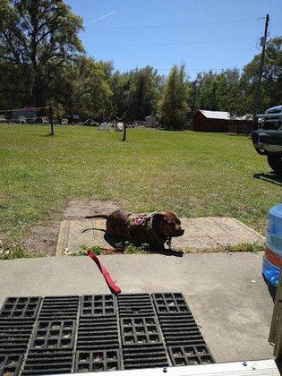 Luis Vega K9 Training Facility LLC