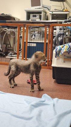 Busch Gardens Animal Care Center