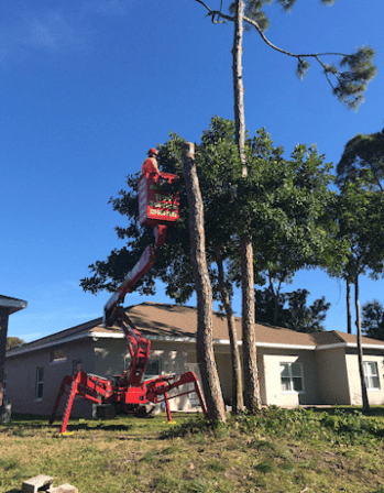On Demand Tree Service