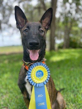 Heart & Soul Dog Training