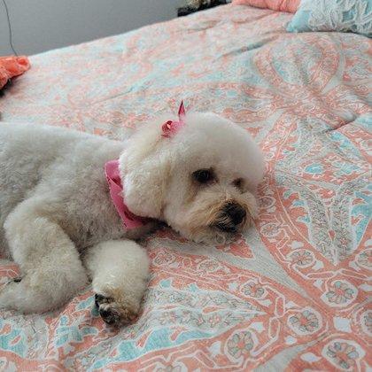 Bath & Biscuit Pet Boutique