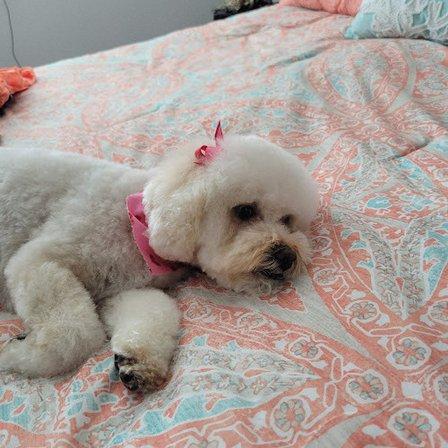 Bath & Biscuit Pet Boutique