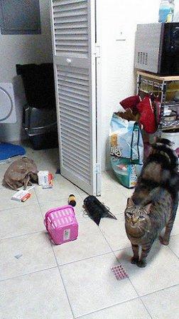 Kindness Animal Hospital