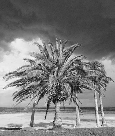 Sentimental Art of florida