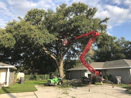 Central Florida Tree Care