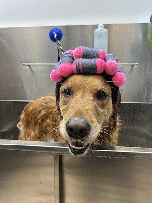 Pampered pups