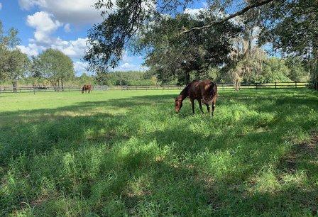 Copper Creek Stables