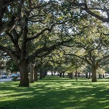 St. Pete Tree Experts
