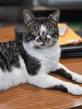 CJPaws, Inc.