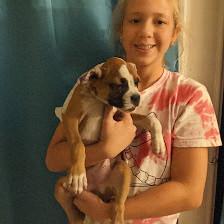 My boxer puppies