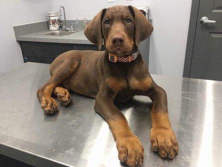 4 Paws Animal Hospital