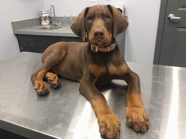 4 Paws Animal Hospital