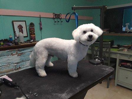 Nika's Pet Spaw & ReTreat Dog Grooming and Boarding
