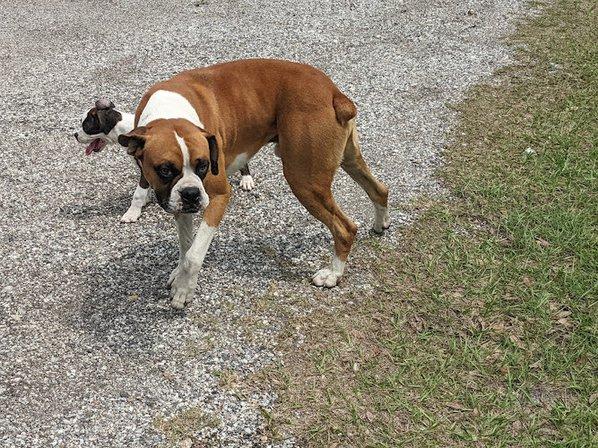 My boxer puppies