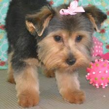 Puppycutz Pet Spa