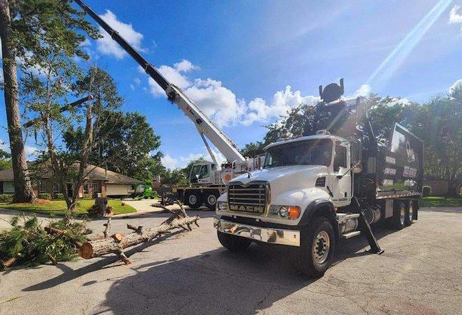 St. Pete Tree Experts