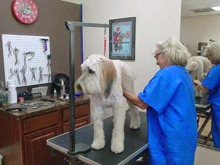 Pioneer Pet Salon
