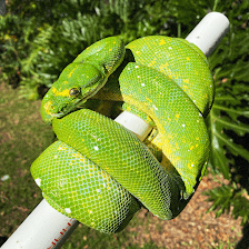 Southeast Reptile Exchange Inc.