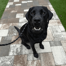 All Dogs Unleashed Dog Training Tampa