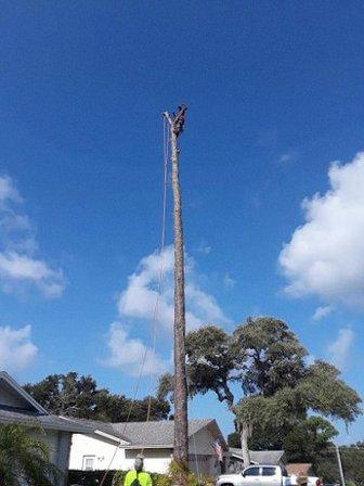 ALL ABOUT TREE CARE SVC LLC