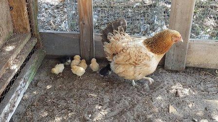 Blue Sun Farm