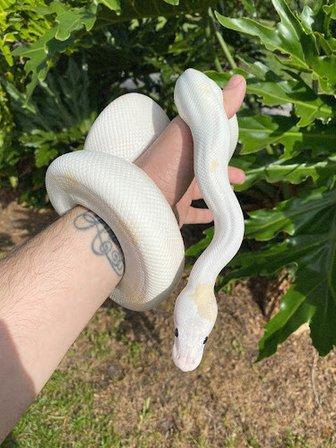 Southeast Reptile Exchange Inc.