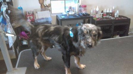 Noah's Ark Pet Grooming